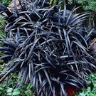 Trawy ozdobne Trawy ozdobne