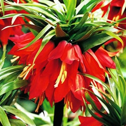 Szachownice Szachownice