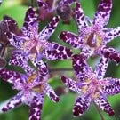 Trójsklepki Trójsklepki