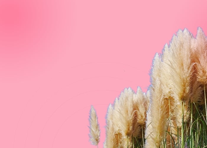 Trawy Ozdobne || Odkryj ich zaskakujące piękno