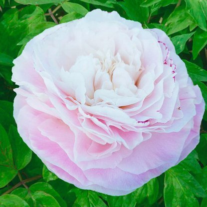 Piwonia Pełna Mothers Choice 1 szt.