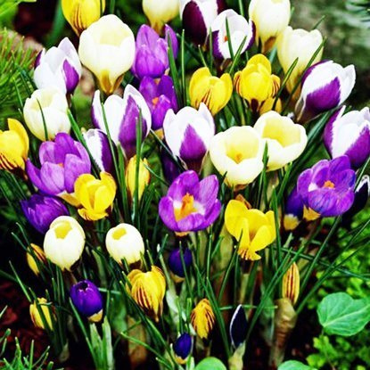 Krokus (Crocus) MEGAMIX botaniczny 25 szt.
