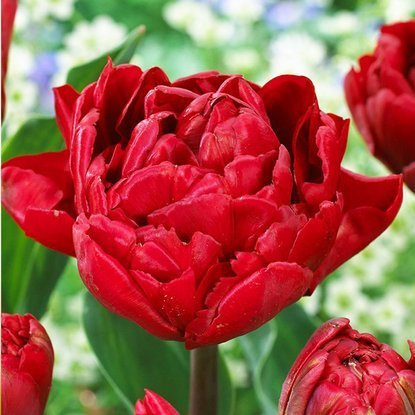 Tulipan tani Pełny czerwony 5 szt.