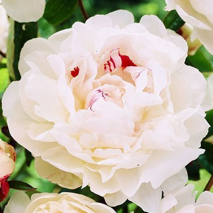 Piwonia chińska Festixa Maxima 1 szt