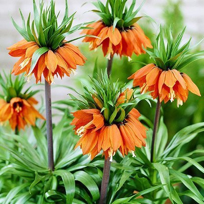 Szachownica (Fritillaria) William Rex 1 szt. XXL