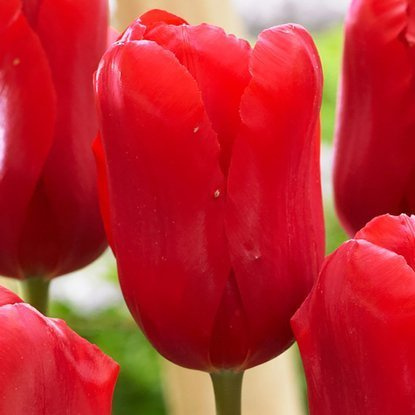 Tulipan fosteriana Red Proud 5 szt.