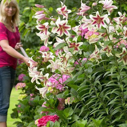 Lilia drzewiasta Altari 1 szt