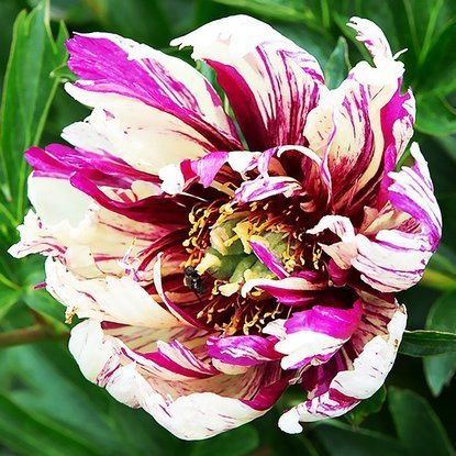 Piwonia Itoh Lollipop 1 szt