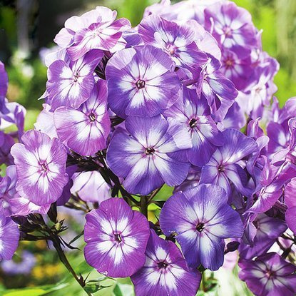Płomyk Phlox Laura 1 szt