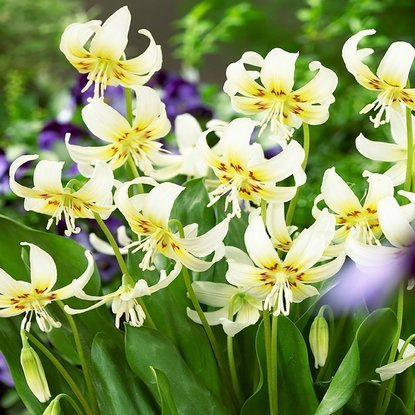 Psiząb (Erythronium) White Beauty 1 szt.