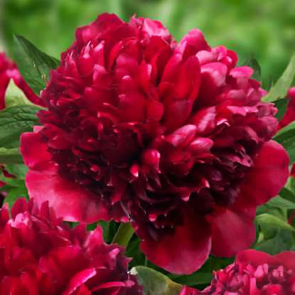 Piwonia Pełna Renato 1 szt.