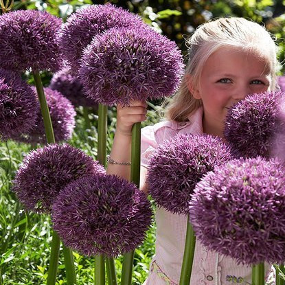 Czosnek (Allium) Pinball Wizard 1 szt. XXL