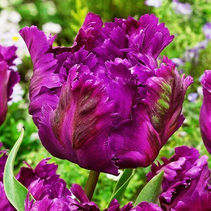 Tulipan papuzi Negrita Parrot 5 szt.