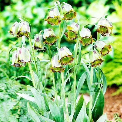 Szachownica (Fritillaria) Acmopetala 5 szt.