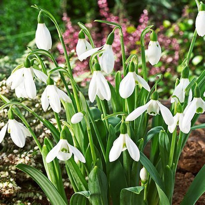 Przebiśnieg (Galanthus) Elwesii 10 szt.