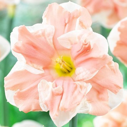 Narcyz (Narcissus) Apricot Whirl 5 szt.