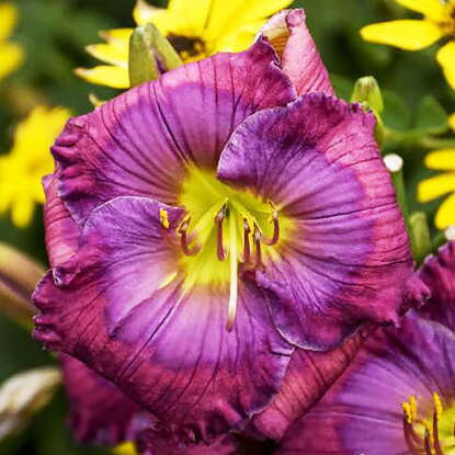 Liliowiec Hemerocallis Lavender Blue Baby 1 szt