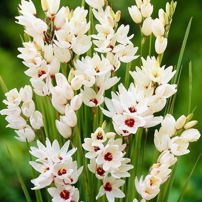 Lepniczka Ixia Giant 10 szt