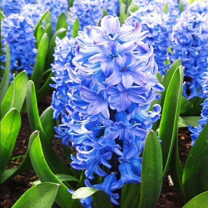 Hiacynt (Hyacinthus) Chicago 3 szt.