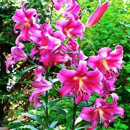 Lilia drzewiasta Różowa XXL 1 szt