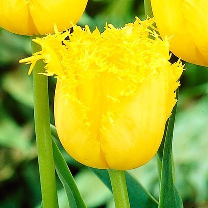 Tulipan strzępiasty Hamilton 5 szt.