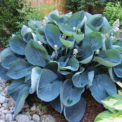 Funkia Hosta niebieska Abiqua Drinking Gourd 1 szt