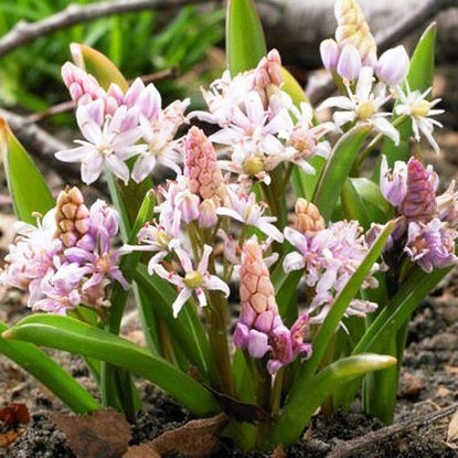 Cebulica (Scilla) Bifolia pink 10 szt.