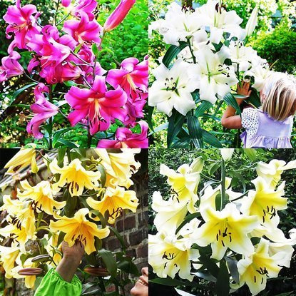 Lilia drzewiasta zestaw 4szt XXL 22/+