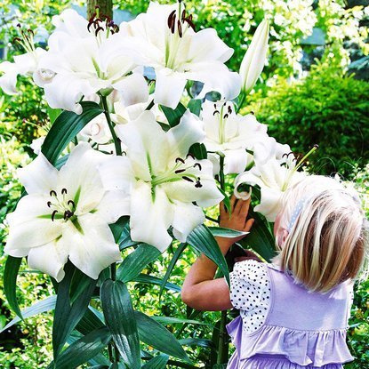 Lilia drzewiasta Biała XXL 1 szt