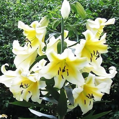 Lilia drzewiasta Biało Żółta XXL 1 szt