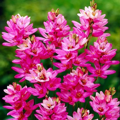 Lepniczka Ixia Rose Emperior 10 szt