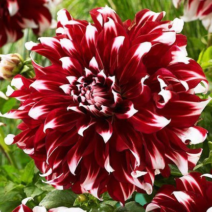 Dalia dekoracyjna dwukolorowa X-Factor 1 szt