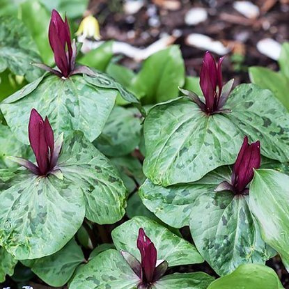 Trójlist Trillium Erectum 1 szt