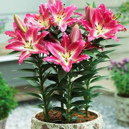 Lilia orientalna doniczkowa Entertainer 1 szt