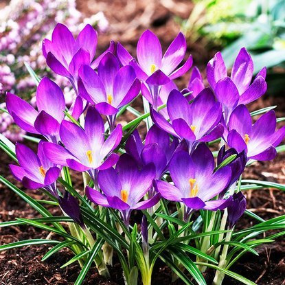 Krokus (Crocus) Ruby Giant 10 szt.