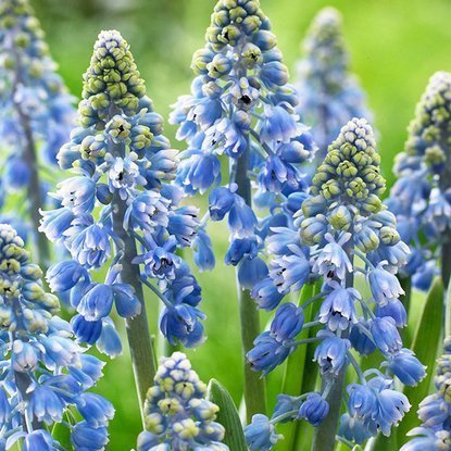 Szafirek (Muscari) Artist 10 szt.