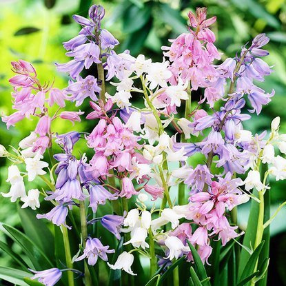 Hiacyntowiec (Hyacinthoides ) Mix 5 szt.