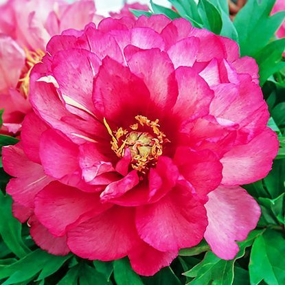 Piwonia ITOH Julia Rose 1 szt.