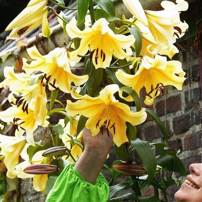 Lilia drzewiasta Łososiowa XXL 1 szt