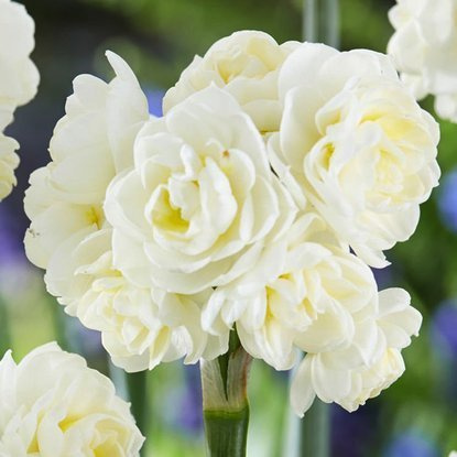 Narcyz (Narcissus) Erlicheer 5 szt.