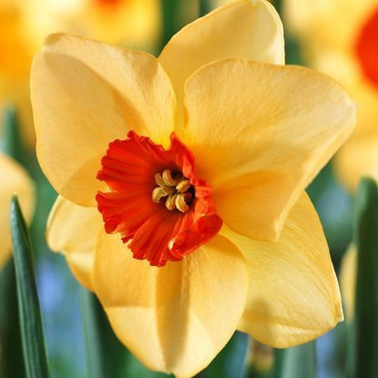 Narcyz (Narcissus) Altruist 5 szt.