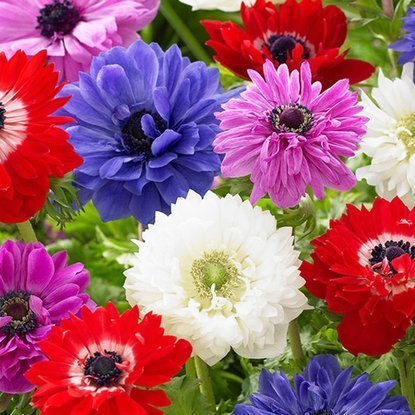 Zawilec Anemon pełny St. Brigd 10 szt