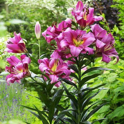 Lilia drzewiasta Purple Lady 1 szt