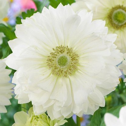 Zawilec Anemon pełny Mount Everest 10 szt