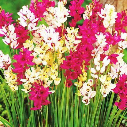 Lepniczka Ixia Mix 10 szt