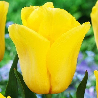 Tulipan (Tulipa) Strong Gold 50 szt.
