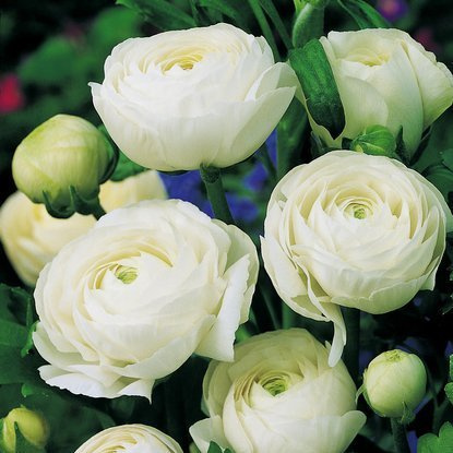 Jaskier Ranunculus Biały 5 szt