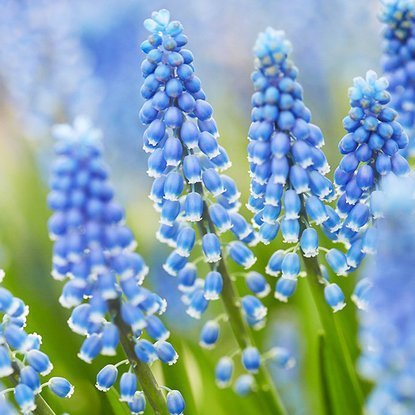 Szafirek (Muscari) Marieke 10 szt.