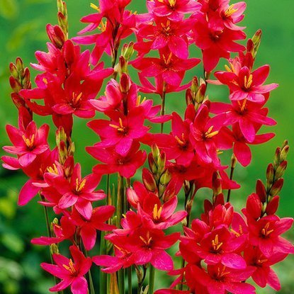 Lepniczka Ixia Venus 10 szt