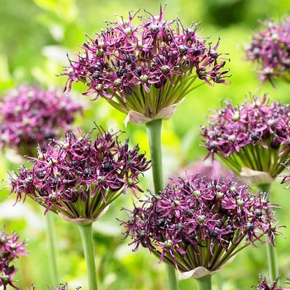 Czosnek (Allium) Atropurpureum 5 szt.